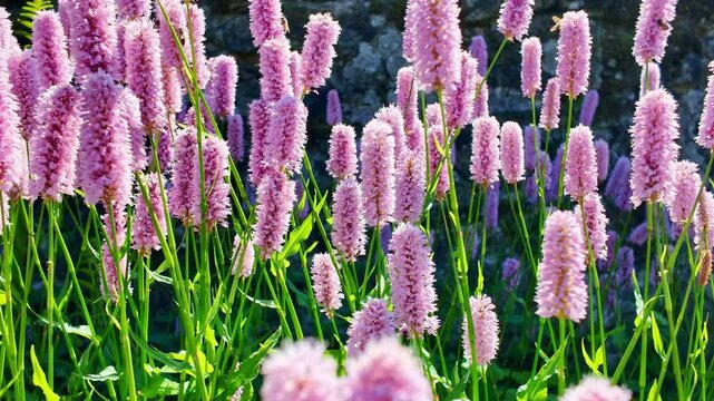 Numerous bees actively flying and pollinating vibrant pink bistort (Bistorta officinalis, Persicaria bistorta) flower spikes in sunny garden
