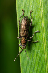 Half-copper reed beetle Donacia semicuprea on lush green grass leaf in its natural habitat showcasing vivid coloration