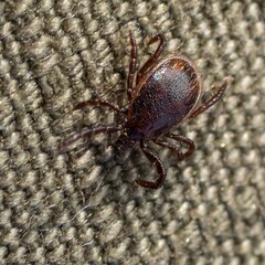 Close-up view of a tick on fabric highlighting its distinct features and natural coloration against...