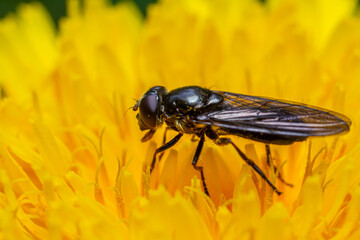 Green drone fly Eristalinus aeneus feeding on bright yellow flower during sunny day in a garden