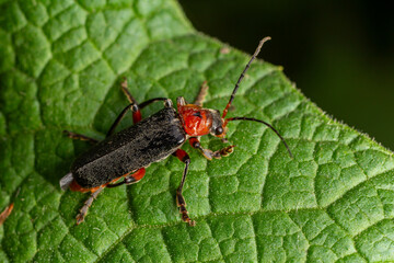 Red-legged soldier beetle Cantharis pellucida foraging on green leaf in the afternoon sunlight
