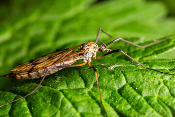Large Common Crane Fly resting on a green leaf in a natural setting during daylight near a garden or grassy area