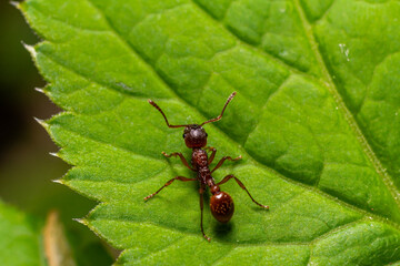 Ant crawling on green leaf in natural habitat during daylight exploring surroundings in search of food or shelter