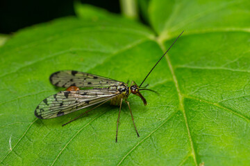 Common scorpionfly resting on green leaf showcasing unique wing patterns and elongated body structure in natural habitat