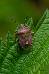 Close-up view of a brown marmorated stink bug resting on a green leaf in a natural environment during daylight hours