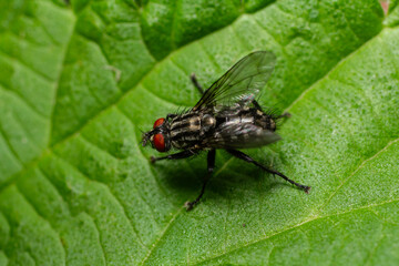 Common flesh fly rests on a green leaf in a natural setting showcasing its distinctive red eyes and body markings
