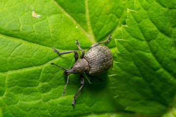 Close-up view of a silver weevil crawling on a vibrant green leaf showcasing detailed texture and...