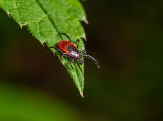 Close-up view of a red and black tick perched on a green leaf in a forested area during daylight hours
