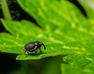 Close-up view of a black weevil on a vibrant green leaf during daylight hours in a natural garden