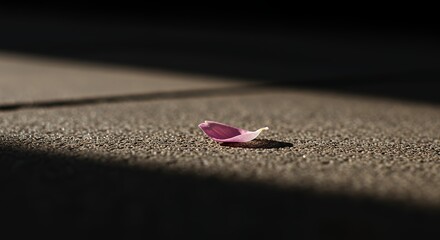 Isolated Pink Flower Petal Fallen on the Ground with Shadow
