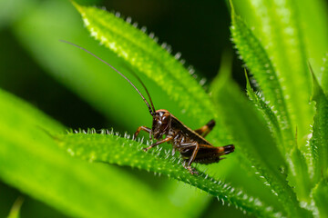 Detailed view of Pholidoptera griseoaptera nymph resting on vibrant green leaves in a natural habitat during daylight hours