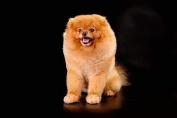 Pomeranian dog sits with a beautiful haircut after visiting a grooming salon