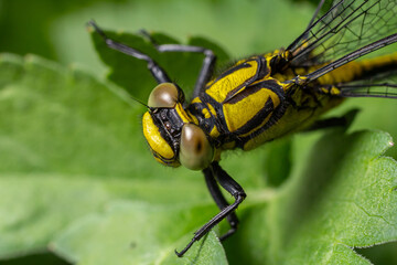 Common clubtail gomphus vulgatissimus resting on green foliage during a sunny afternoon near a pond in summer