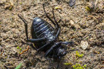 Black beetle crawling on soil near green moss during daytime in an outdoor environment