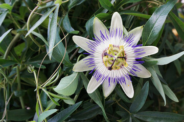 Exotic Passion Flower in Bloom

