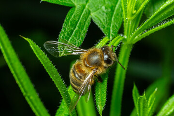 Close-up of a bee resting on green foliage during daytime in a natural habitat