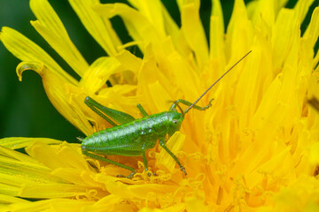 Speckled bush-cricket nymph on vibrant dandelion flower in summer sunlight showcasing its delicate features and rich green coloration