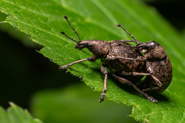 Close-up view of a pair of weevils mating on a green leaf in a natural habitat during the day