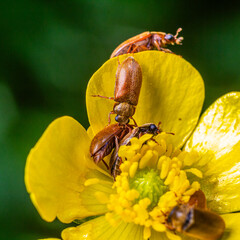 Close-up view of beetles interacting with a vibrant yellow flower in a garden during springtime showcasing nature's intricate details and biodiversity