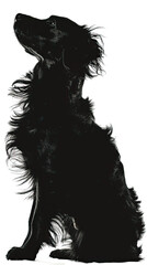 Fototapeta premium silhouette of fluffy dog on a white background