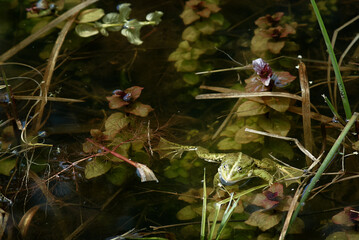 Green frog floats in a peaceful green swamp water surface surrounded by aquatic plants.