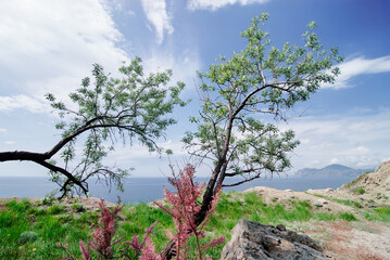 A Scenic View of Curved Tree Overlooking Mountain and Landscape