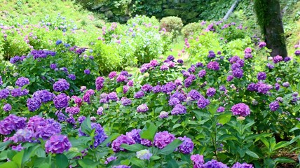 Fototapeta premium 和歌山城の彩る紫陽花