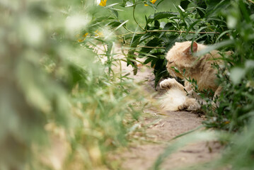A golden-colored cat peacefully lounging amidst lush green vegetation, soaking in the tranquil surroundings of a natural outdoor environment.