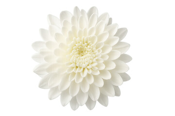 Close-up view of a fully open white chrysanthemum blossom, showcasing delicate petals and vibrant beauty against a transparent background