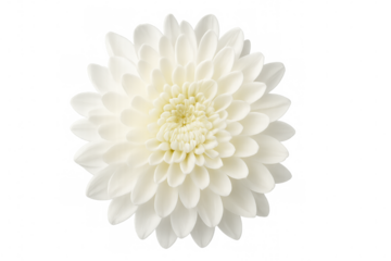 Close-up view of a fully open white chrysanthemum blossom, showcasing delicate petals and vibrant beauty against a transparent background
