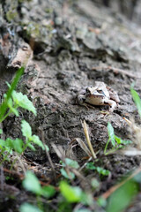 frog in the grass