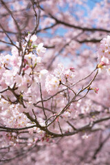 ピンクの桜