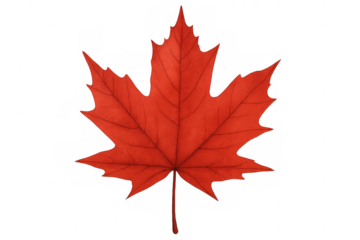Bright red maple leaf symbolizing canadian heritage, floating against transparent backdrop, highlighting seasonal beauty and national pride