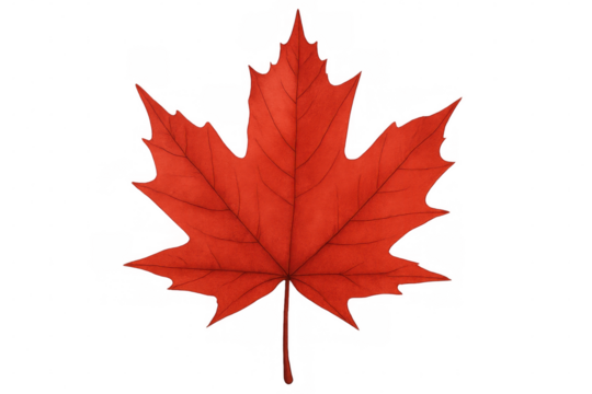 Bright red maple leaf symbolizing canadian heritage, floating against transparent backdrop, highlighting seasonal beauty and national pride