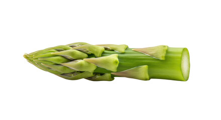 Fresh green asparagus spear with tightly closed tip and cut stem end