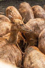 A herd of Timor deer Cervus timorensis