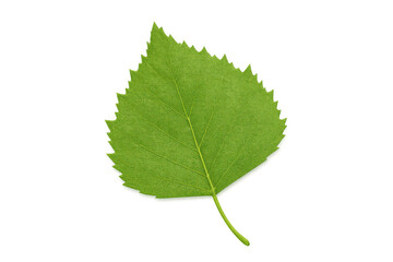 Fototapeta premium Green birch leaf highlighting delicate venation, photographed in studio setting with translucent backdrop