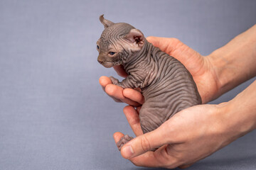 A small Sphynx kitten in a man's hands. Close-up of an elf with blue eyes