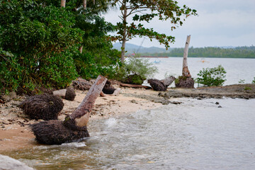 Coastal Shoreline with Driftwood and Tropical Vegetation on a Cloudy Day