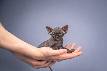 A small Sphynx kitten in a man's hands. Close-up of an elf with blue eyes