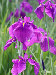 都心散歩　見納めのハナショウブ