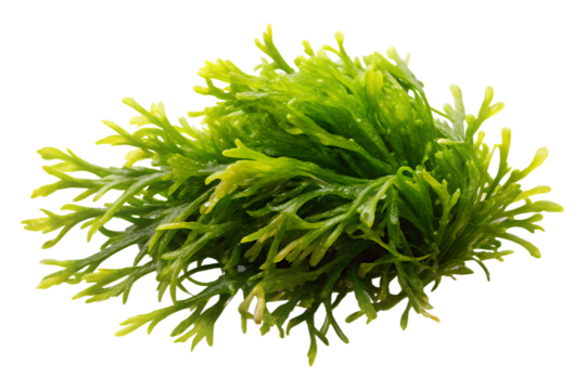 seaweed isolated -  on transparent background.PNG