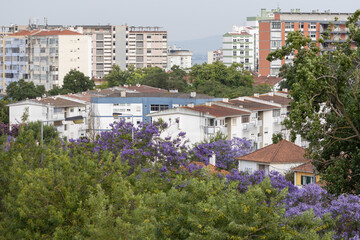 Jacaranda trees blooming in a residential neighborhood