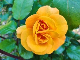 yellow rose in garden