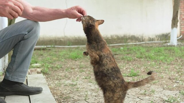 Tricolor stray cat on the street. An animal asks for food from people. 