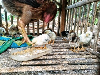 A mother hen with her chicks is in a wooden cage. The chicks are seen eating from a food container, while the mother watches quietly.