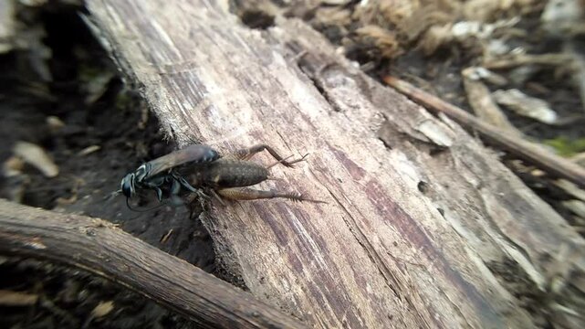 blue mud  wasp success killed a cricket