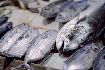 A closeup view of freshly caught tuna fish arranged on a table at a local market, showcasing their...