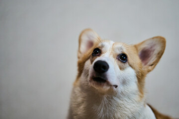 A playful and spirited corgi with its fluffy fur and bright eyes, showcasing its charming, joyful nature while indoors