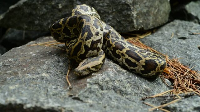 royal python close up with skin texture. snake python on rocks and on ground surface